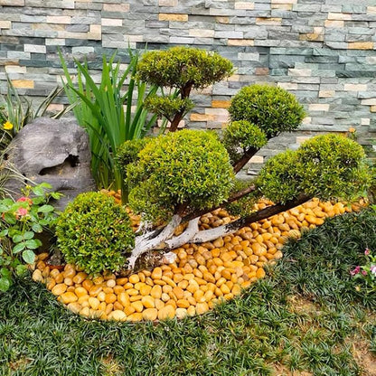 10lbs Yellow River Rocks, 1-2 Inch Natural Pebbles for Indoor Plants, High Polished Decorative Stones Vase Filler Fish Tank Aquariums Landscaping Garden