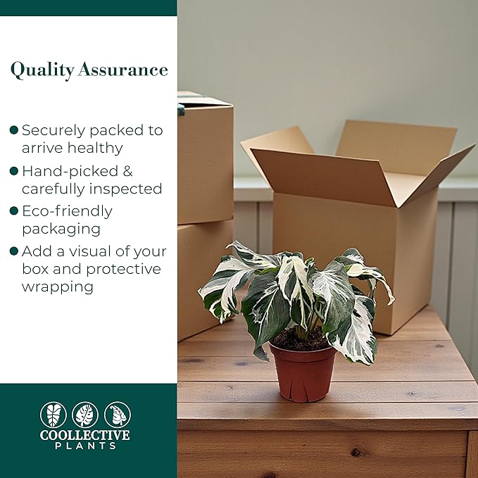 CoollectivePlants Calathea Stella – Calathea Plant Live in 4″ Grower’s Pot, Live Indoor House Plants, Low Maintenance Houseplant