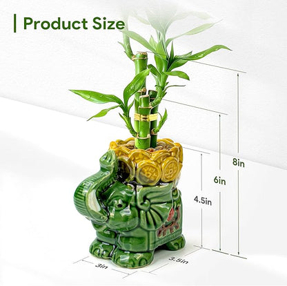 Lucky Bamboo 3-Stalk Set with Pebbles in Elephant Coin Plate Pot – 6'' 6'' 8'' Live Plant for Positive Energy