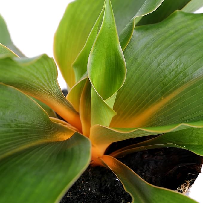 Green Circle Growers Orange Spider Plant in 5" Black-Rockefeller Pot, Live Indoor Plants, House Plant