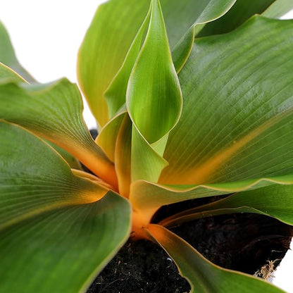 Green Circle Growers Orange Spider Plant in 5" Black-Rockefeller Pot, Live Indoor Plants, House Plant