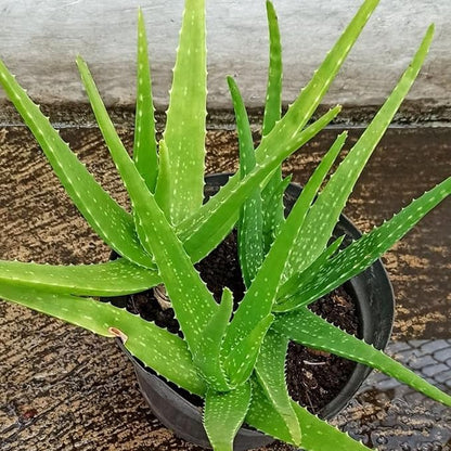 Live Aloe Plant for Planting | Aloe Vera Chinensis Plant in Size 2 Inch Pot | Suitable for Home Garden, Office, and Outdoor Beds | Fully Rooted Houseplant for Indoor Décor, Easy Care & Gift Giving