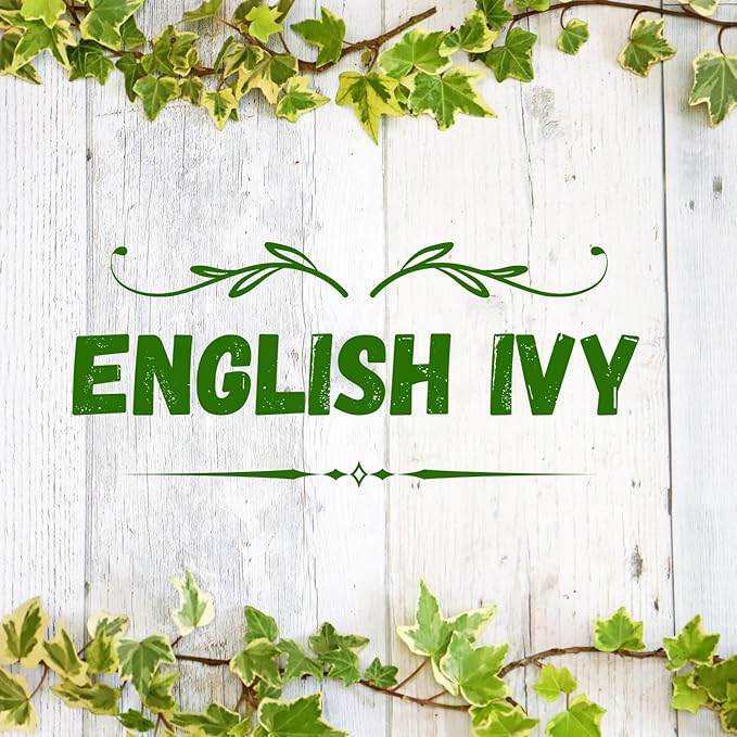 Trailing English Ivy Live Plant, Hardy Green Ivy Plants in 4" Pot, Climbing Plants Outdoor Garden, Easy Care House Plant