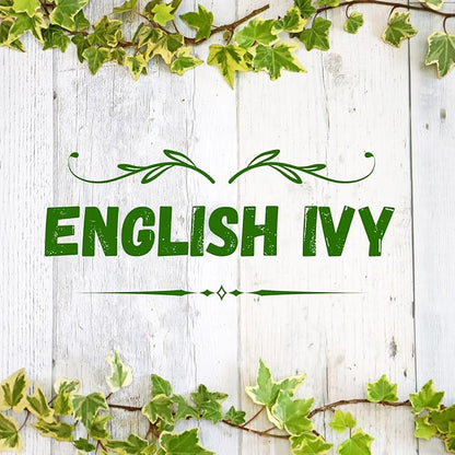 Trailing English Ivy Live Plant, Hardy Green Ivy Plants in 4" Pot, Climbing Plants Outdoor Garden, Easy Care House Plant