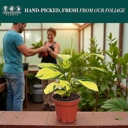 Calathea Pilosa – Live Plant in 4" Grower’s Pot, Easy to Grow Low Maintenance Indoor Houseplant, Includes UniHeat Pack for Winter Protection
