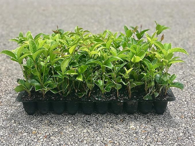 Fragrant Tea Olive Osmanthus Fragrans - 30 Fully Rooted Live Plants - Fragrant Blooming Shrub