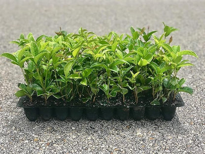Fragrant Tea Olive Osmanthus Fragrans - 30 Fully Rooted Live Plants - Fragrant Blooming Shrub