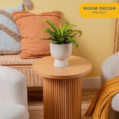 Costa Farms Bird's Nest Fern Live Plant in Decorative Pot, Air Purifying Indoor Houseplant, Perfect for Home, Room, or Office Decor, Great House Warming or Birthday Gift, 12-18 Inches Tall
