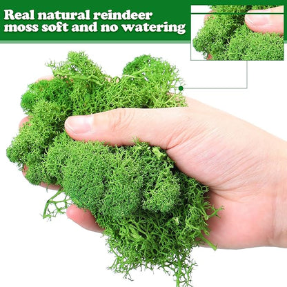 Jadive 21.2 oz Moss Preserved 1.32 Lbs Green Preserved Reindeer Moss Bulk Artificial Decorative DIY Kit for Craft Wall Decor Fairy Gardens Terrariums Art Project Table Floral Decor