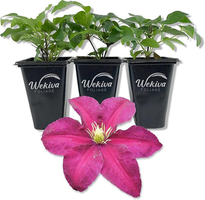 Clematis Niobe - 3 Live Starter Plants in 2 Inch Growers Pots - Starter Plants Ready for The Garden - Rare Clematis for Collectors