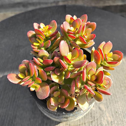 Dwarf Jade with Green Stripe Pot, Live Crassula Ovata Crosby's Compact, Rare Cute Succulent Plant in 4" Planter, Home Office Décor