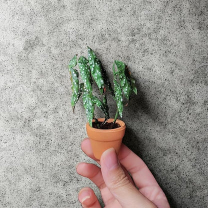 Mini Terracotta Pots – Small Clay Flower Pots for Succulents, Cactus, DIY Crafts, Fairy Garden, School Projects, Mini Planters, Set of 30 (Classic Cylinder, 1 Inch)
