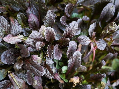 Greenwood Nursery: Live Ground-Cover Plants - Mahogany Bugleweed + Ajuga Reptans - [Qty: 2X Pint Pots] - (Click for Other Available Plants/Quantities)