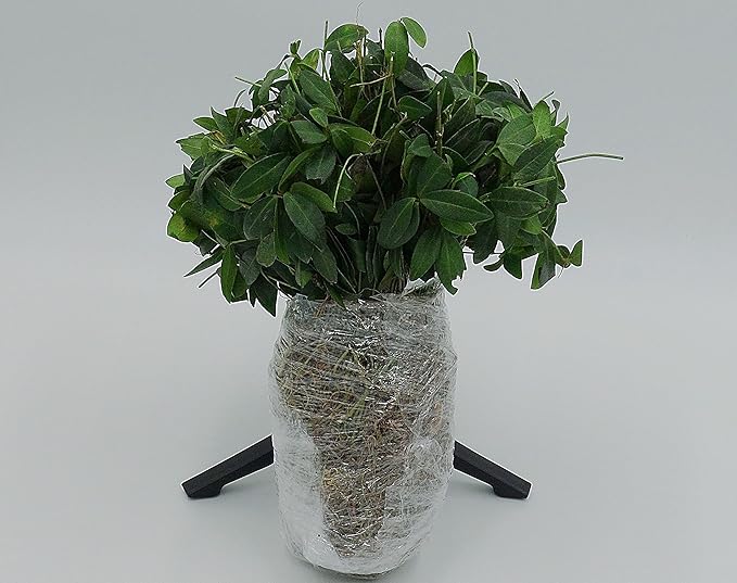 Greenwood Nursery: Live Ground-Cover Plants - Vinca Minor + Lesser/Dwarf Periwinkle - [Qty: 100 Bare Roots] - (Click for Other Available Plants/Quantities)