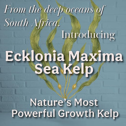 Organic Liquid Kelp & Seaweed Extract (Ecklonia Maxima) Super Plant Food - Indoor Houseplant Fertilizer - Organic Fertilizer for Flowers, Seedlings & Gardens - 16oz Treats 110 Gallons