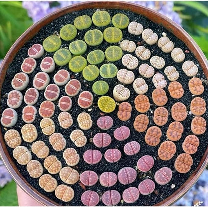 Pack of 30 Live Small Exotic Lithops Live Plants | Perfect for Lithops Starter, Great Terrarium Addition | Bare Root Without Soil or Pot, Easy to Grow and Ideal for Indoor/Outdoor Display