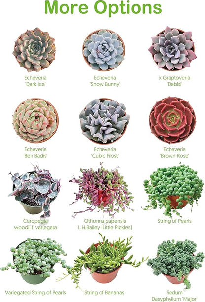 Live Succulent Plants Aeonium 'Dark Sea', Rare Succulents Fully Rooted in 4" Pots with Soil, Easy-Care House Plant,Standard Packaging