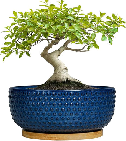 Bonsai Pots - 8 Inch Ceramic Pots for Succulent Plants & Bonsai Tree, Planter with Drainage Hole and Saucer, Modern Round Decorative Flower Planters, House Decor, Gifts for Women Man, Blue