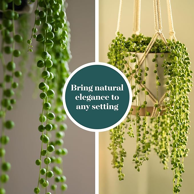 Shop Succulents String of Pearls Succulent Plant 2" Grow Pot Pack of 100