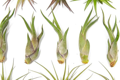 50 Pack of Classic Air Plants Variety - Live Succulent House Plants - Available in Wholesale and Bulk - Home and Garden Decor - Easy Care Indoor/Outdoor Air Plant