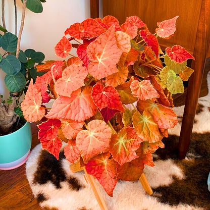 Begonia Plants Live, Rare Begonias Indoor Growing, Hanging Basket, Starter 5 to 9 Inc Tall (Autumn)