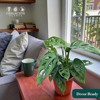 CoollectivePlants Monstera Swiss Cheese – Live Monstera Adansonii Plant in 6″ Grower’s Pot, Indoor Swiss Cheese Houseplant, Includes UniHeat Pack for Winter Protection