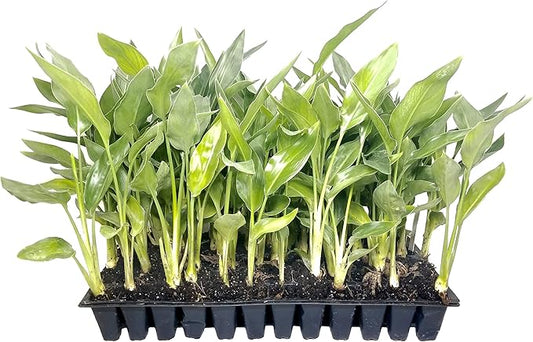 Yellow Bird of Paradise | 20 Live Plants | Mandela's Gold | Strelitzia Reginae | Beautiful Rare Foliage Specimen