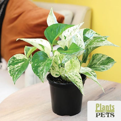 Essential Houseplant Collection (4PK) Live Plants Indoor Plants Live Houseplants in Plant Pots, Easy House Plants Indoors Live, Snake Plant, Pothos in Potting Soil, Clean Air Plants by Plants for Pets