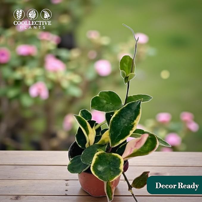Hoya Albo Carnosa, Live Plant in a 4 Inch Growers Pot, Live Indoor, Easy to Grow, Easy to Care, and Low Maintenance Houseplant