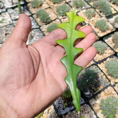 Planet Desert Epiphyllum anguliger Fishbone Cactus Cutting