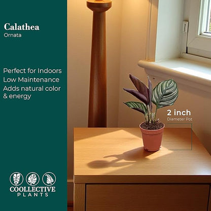 Calathea Ornata | Live Plant in a 4 Inch Growers Pot, Live Indoor, Easy to Grow, Easy to Care, and Low Maintenance Houseplant (2" Pot)