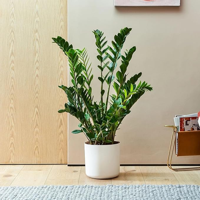 ZZ Plant 3/4/6/8" - Zamioculcas Zamiifolia Raven Plant- Indoor Easy Care House Plant - Live Plant (4" Pot – 9–11" Tall)
