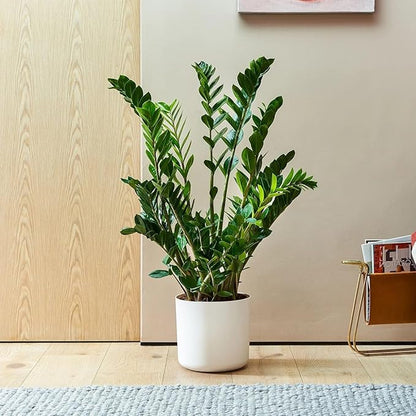 ZZ Plant 3/4/6/8" - Zamioculcas Zamiifolia Raven Plant- Indoor Easy Care House Plant - Live Plant (4" Pot – 9–11" Tall)