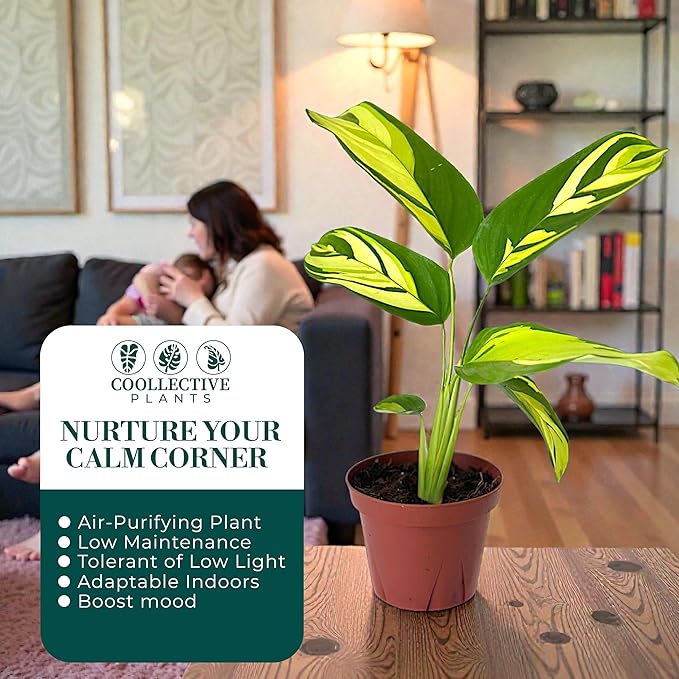 Calathea Pilosa | Live Plant in a 4 Inch Growers Pot, Live Indoor, Easy to Grow, Easy to Care, and Low Maintenance Houseplant (6" Pot)