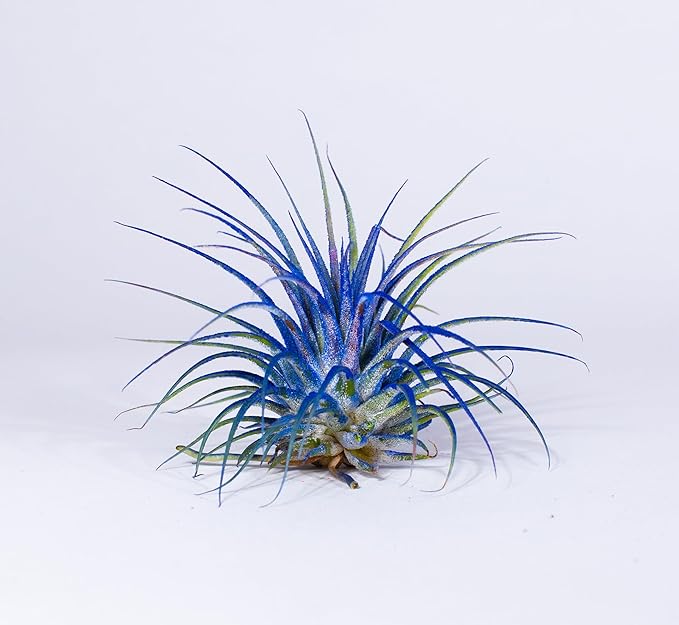Air Plants - Tillandsia Ionantha - Organically Enhanced Color - Live Arrival Guaranteed - House Plants for Home Decor & Gift (Blue Bell 3pk)