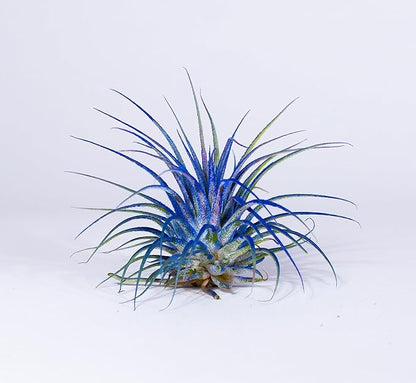 Air Plants - Tillandsia Ionantha - Organically Enhanced Color - Live Arrival Guaranteed - House Plants for Home Decor & Gift (Blue Bell 3pk)