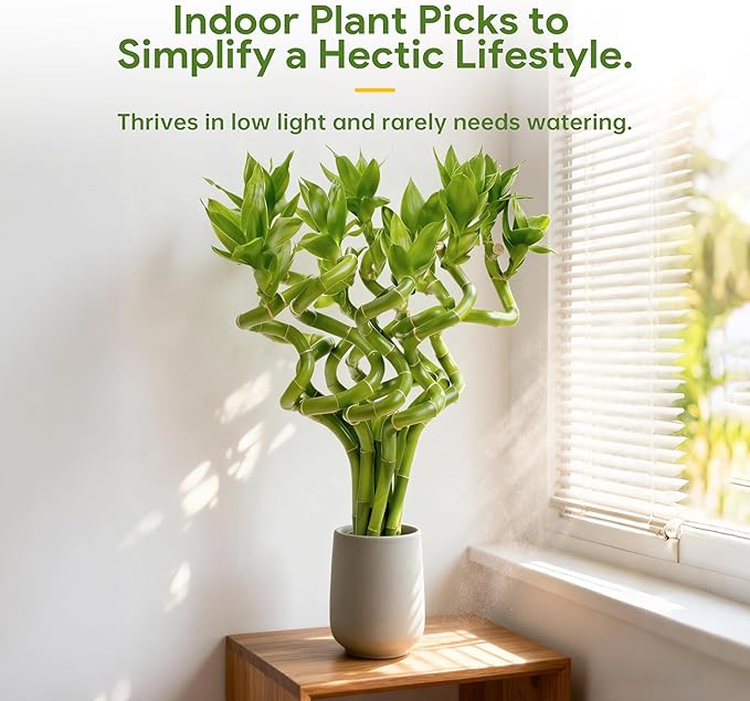 Fresh Lucky Bamboo 10 Stalks 8 Inch Spiral Style Live Plant - for Home Office Decor, Feng Shui & Good Fortune - Container Not Included