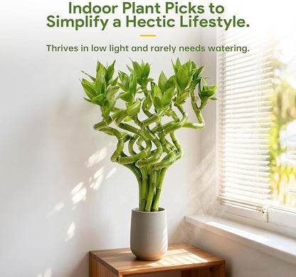 Fresh Lucky Bamboo 10 Stalks 8 Inch Spiral Style Live Plant - for Home Office Decor, Feng Shui & Good Fortune - Container Not Included