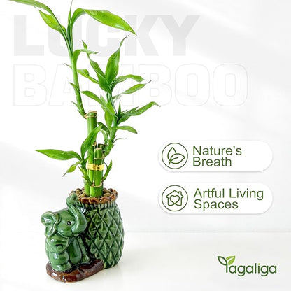 Lucky Bamboo 3-Stalk Set with Pebbles in Elephant Pineapple Pot – 6'' 6'' 8'' Live Houseplant for Good Fortune