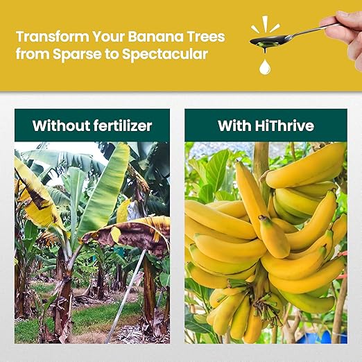16oz Plant Food for Banana Trees Live Plants - Makes 16 Gallons of Banana Tree Fertilizer for Fruit Trees Live Plants - Promotes Lush Growth, Strong Roots, Abundant Harvest & Sweet Fruits