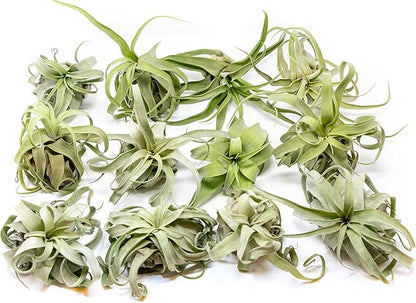 12 Pack Medium Air Plants Streptophylla - Live Tillandsia Succulent House Plants - Available in Wholesale and Bulk - Home and Garden Decor - Easy Care Indoor/Outdoor Plant