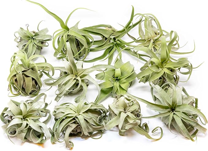Medium Air Plants Streptophylla - Live Tillandsia Succulent House Plants - Available in Wholesale and Bulk - Home and Garden Decor - Easy Care Indoor and Outdoor Plant (Pack of 1)