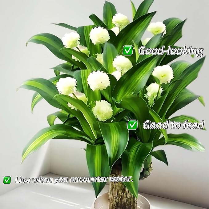 Lucky Wood Plant, Small Indoor Plant, Brazilian Wood Plants, About to Sprout, Office Desk Ornaments, Kitchen, Living Room, Home Decoration（Yellow）