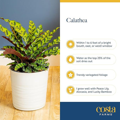 Costa Farms Calathea Live Plants in Decorative Pot, Large Indoor Houseplant, Assorted Variety, Home, Room, or Office Decor, Great House Warming or Birthday Gift, 2-3 Feet Tall, Pack of 2