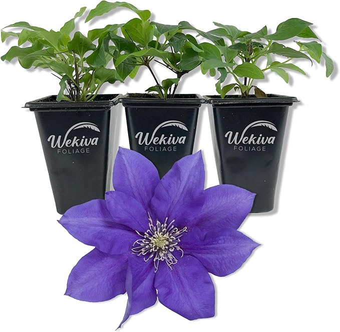Clematis Olympia - 3 Live Starter Plants in 2 Inch Growers Pots - Starter Plants Ready for The Garden - Rare Clematis for Collectors
