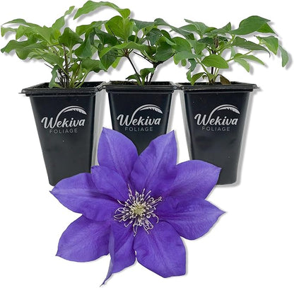Clematis Olympia - 3 Live Starter Plants in 2 Inch Growers Pots - Starter Plants Ready for The Garden - Rare Clematis for Collectors