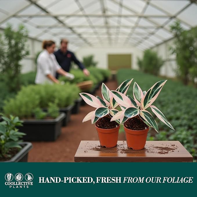 CoollectivePlants Stromanthe Triostar – 2 Live Plants in 2″ Growers Pot | Stromanthe Triostar Live Plant - Easy Care Low Maintenance Indoor Houseplants