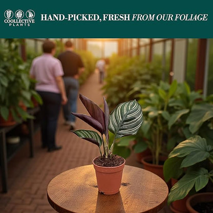 Calathea Ornata | Live Plant in a 4 Inch Growers Pot, Live Indoor, Easy to Grow, Easy to Care, and Low Maintenance Houseplant (2" Pot)