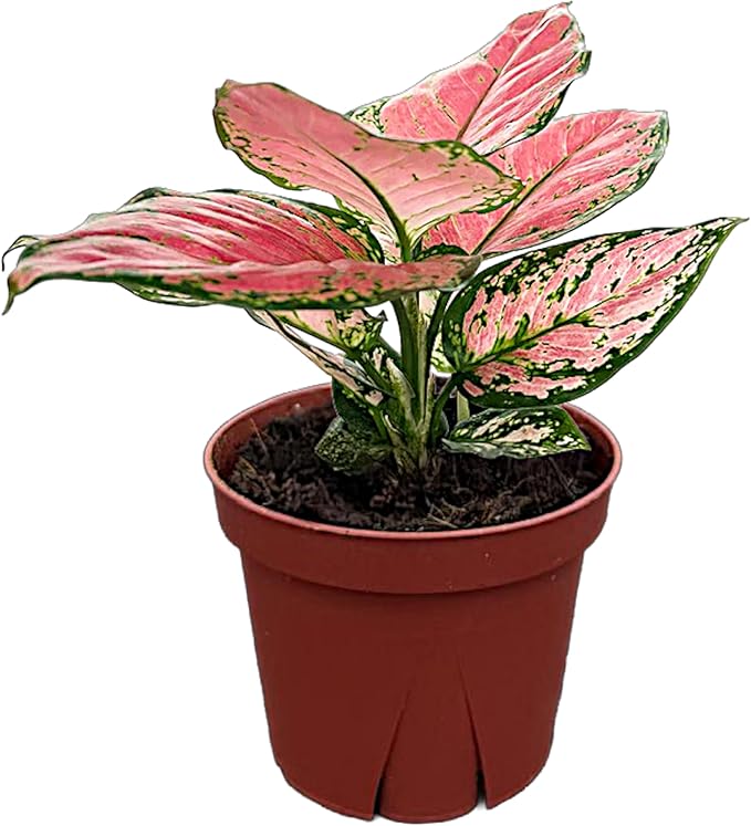 CoollectivePlants Aglaonema Chinese Evergreen ‘Cherry’ – Live Plant in 4″ Growers Pot, Aglaonema Live Plant, Easy Care Indoor Plant, Low Maintenance Houseplant