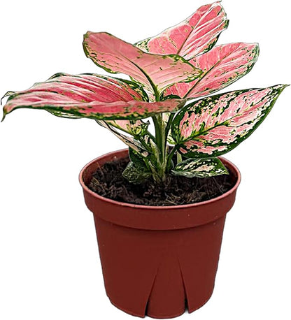 CoollectivePlants Aglaonema Chinese Evergreen ‘Cherry’ – Live Plant in 4″ Growers Pot, Aglaonema Live Plant, Easy Care Indoor Plant, Low Maintenance Houseplant